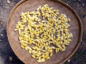 Cambodian yellow silk cocoons