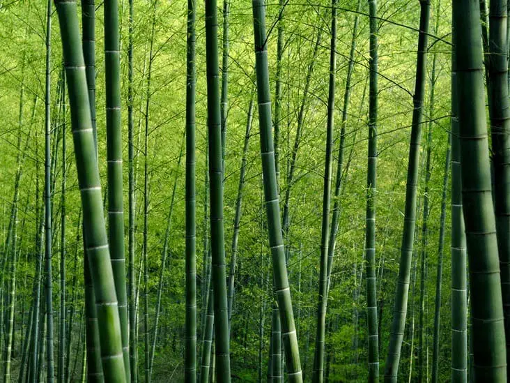 Bamboo – An Auspicious Plant For Your Home