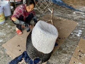 Water Hyacinth -Vietnam