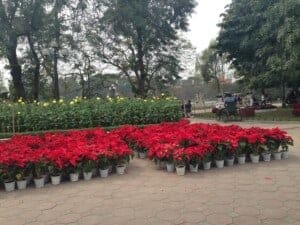 Flowers in Hanoi for Sale Before TET (Lunar New Year)