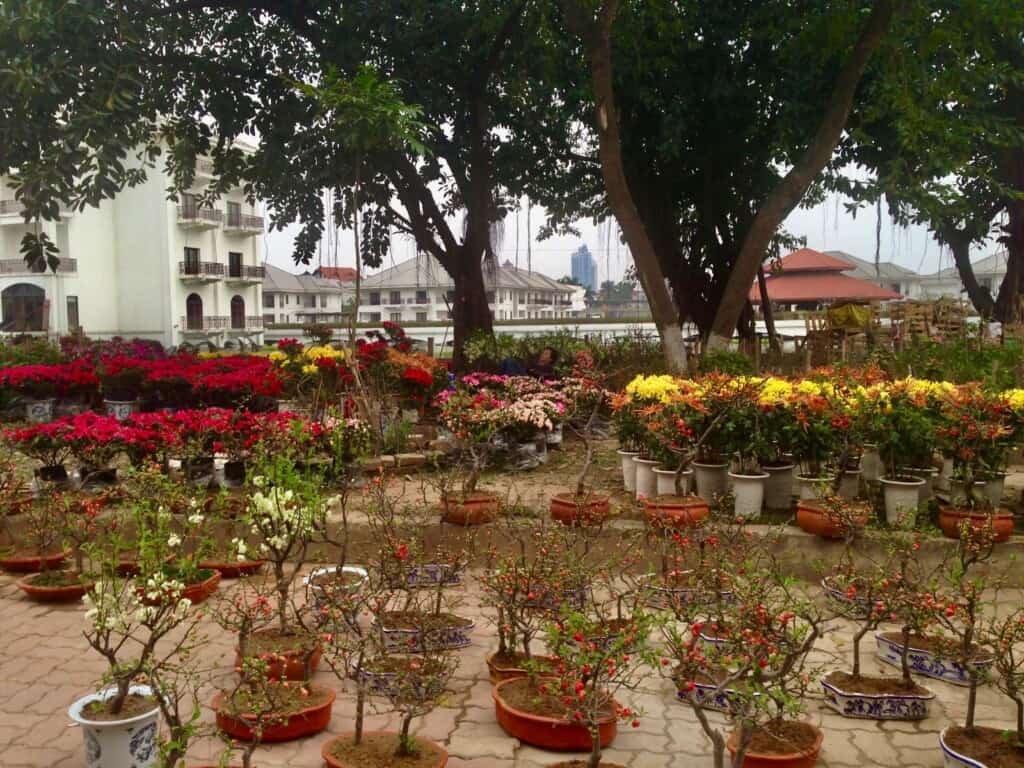 Flowers Hanoi