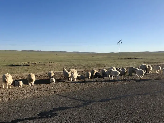 Mongolian Herds