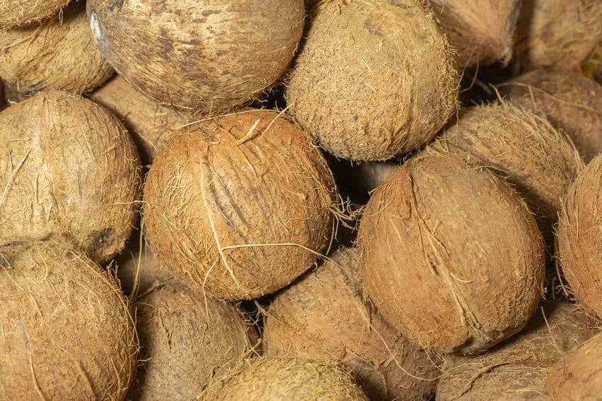 Coconuts