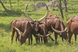 Ankole Watusi Cow in Uganda, Africa.
