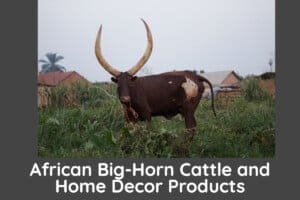 African Big Horn Cattle