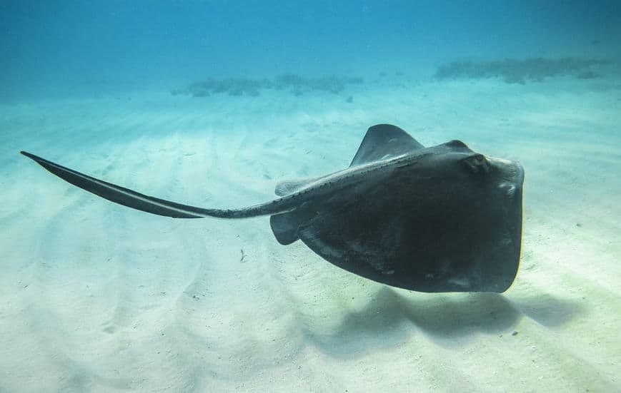 An Adult Stingray (Dasyatis Americana) swimming in the Caribbean Sea.