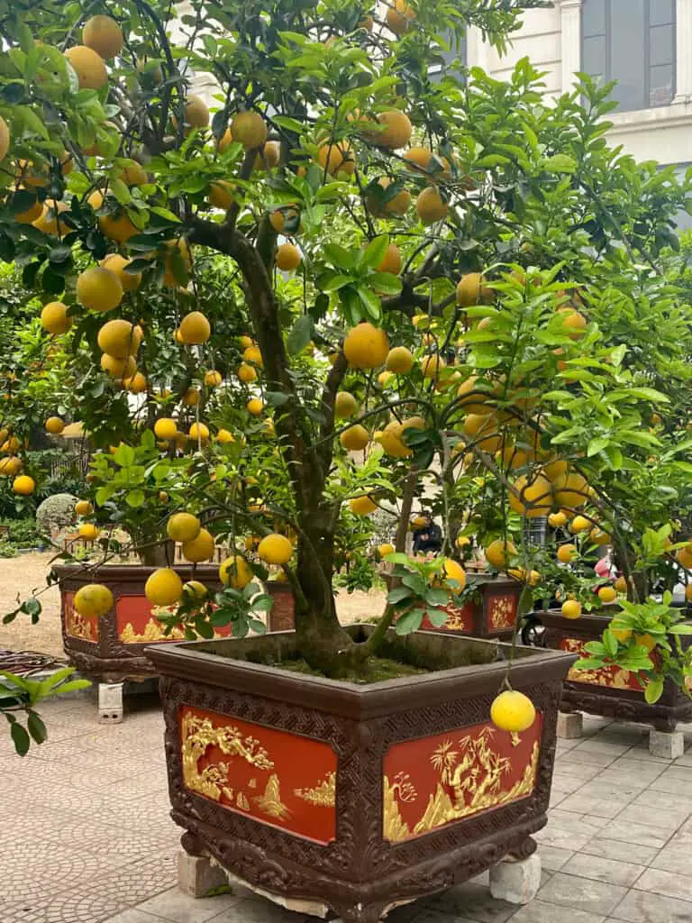 Orange Trees for Sale Before TET (Lunar New Year) Vietnam