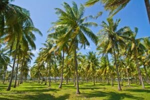A photo of a coconut plantation