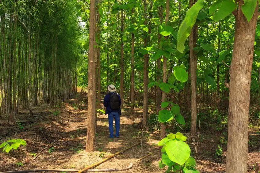 A Teak Forest