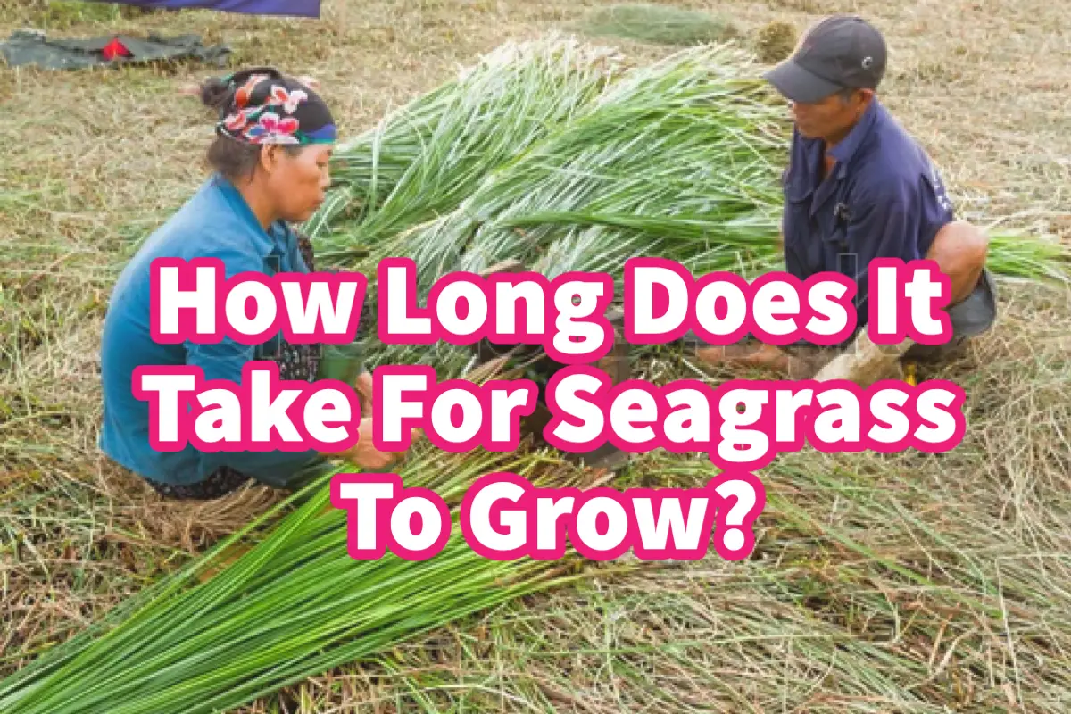 Seagrass Farm