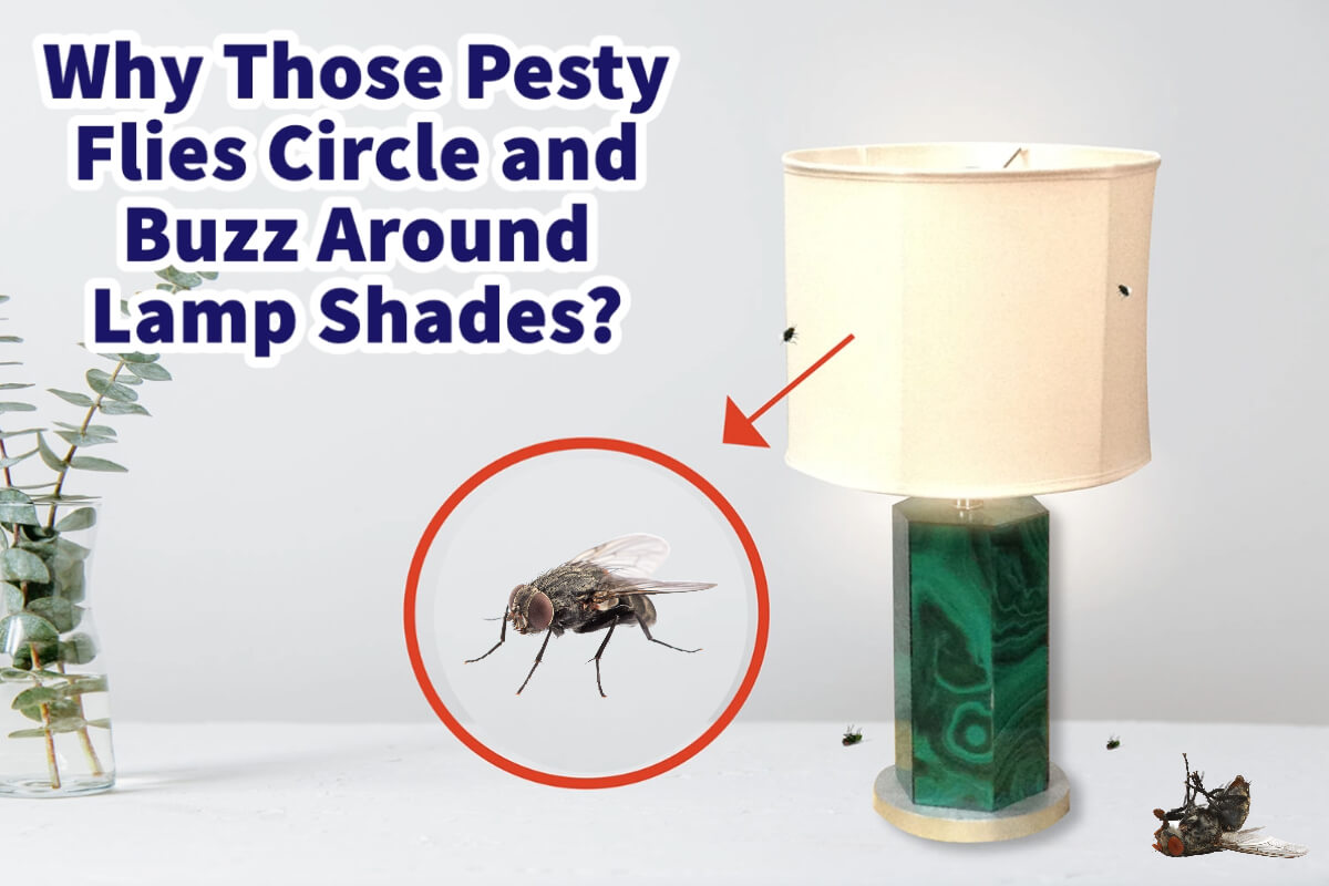 Why Those Pesty Flies Circle And Buzz Around Lamp Shades?