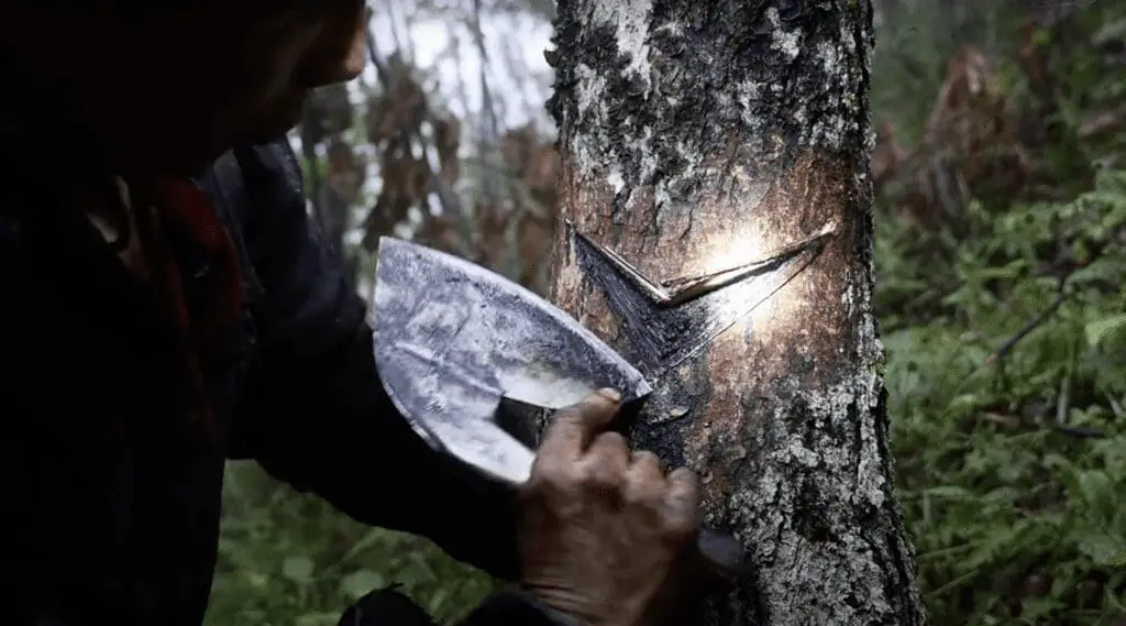 Harvesting the resin from the lacquer Tree