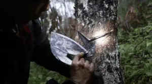 Harvesting the resin from the lacquer Tree