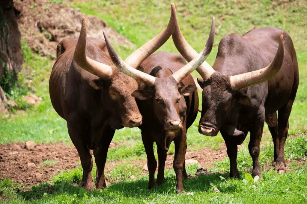 Ankole-Watusi