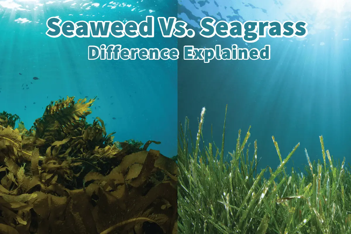 Seaweed Vs. Seagrass, Difference Explained