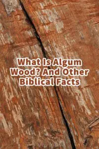 What Is Algum Wood? And Other Biblical Facts