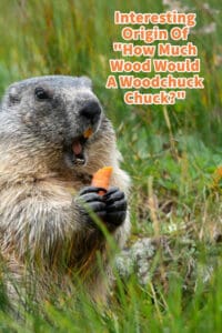 Interesting Origin Of ”How Much Wood Would A Woodchuck Chuck?”