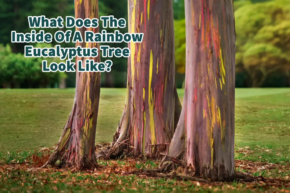 What Does The Inside Of A Rainbow Eucalyptus Tree Look Like?