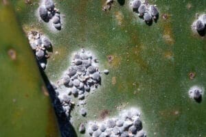 Cochineal Insects