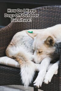 How Do I Keep Dogs Off Outdoor Furniture?