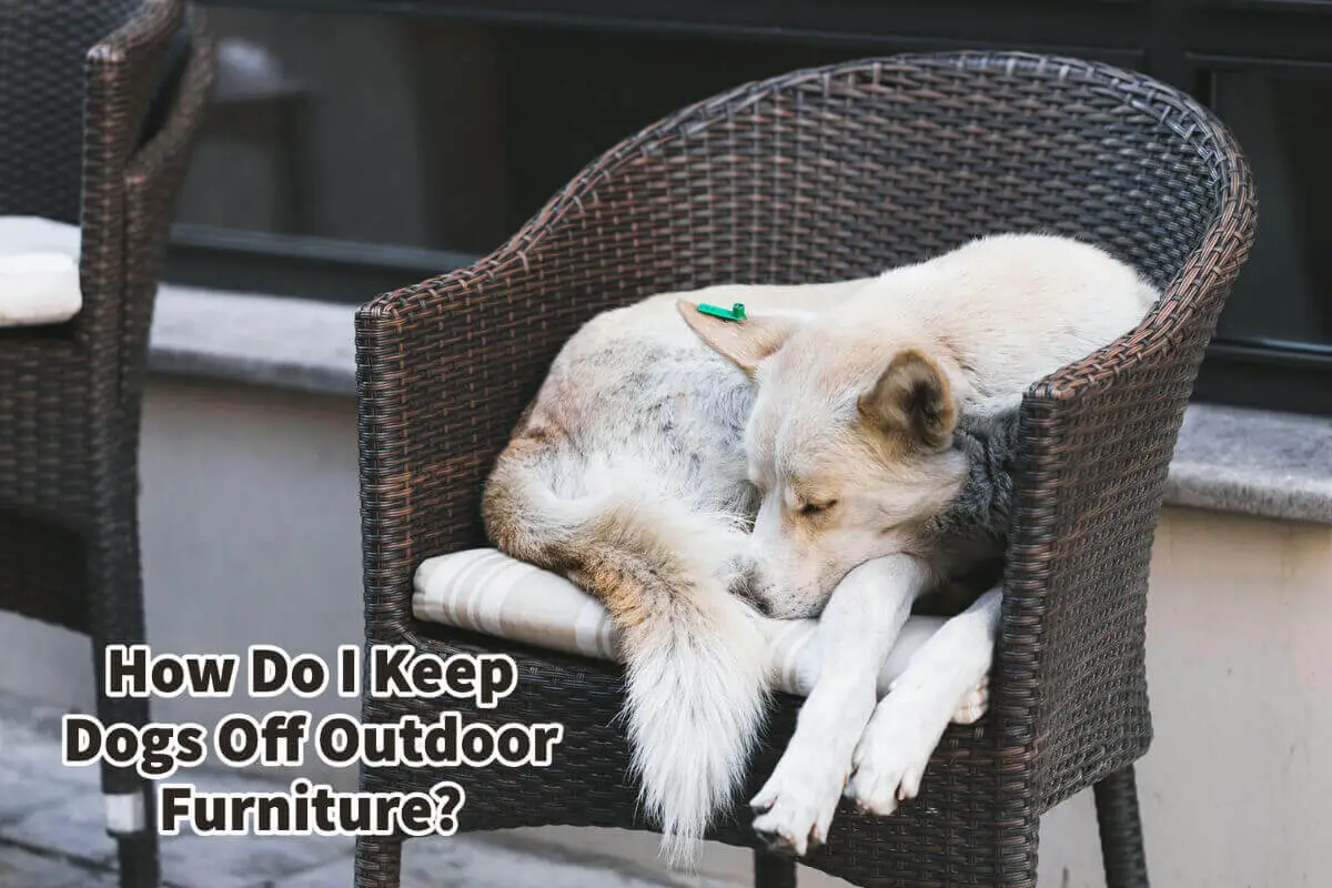 How Do I Keep Dogs Off Outdoor Furniture?