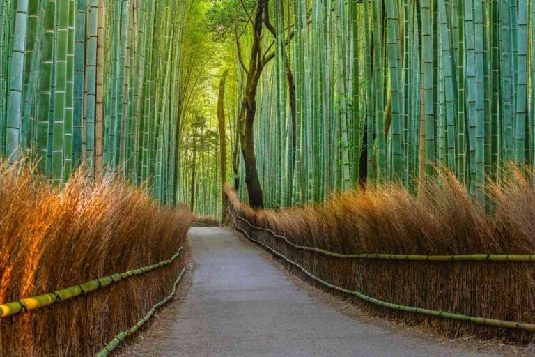 What Is The Translation Of The Word "Bamboo" In Japanese? Mondoro