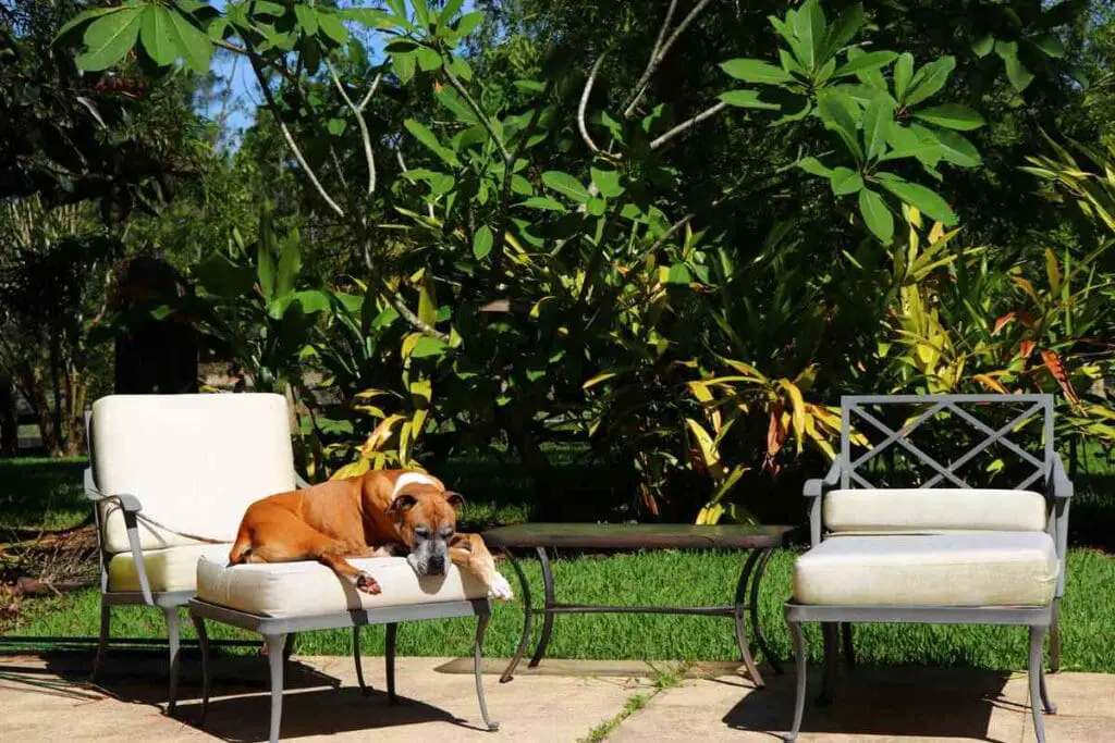 how do i keep my dog off my outdoor furniture