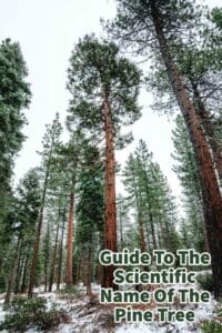 Guide To The Scientific Name Of The Pine Tree
