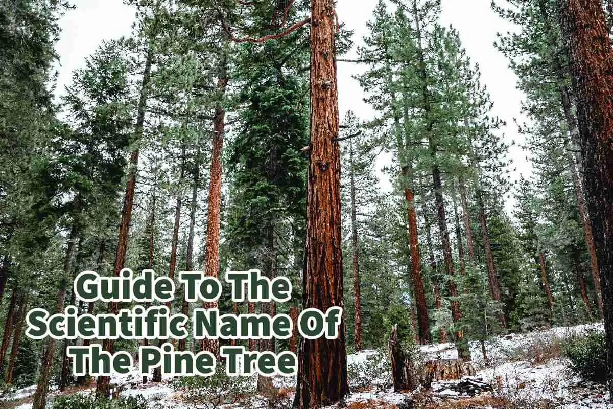Guide To The Scientific Name Of The Pine Tree