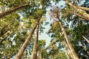 Pine Tree Helps Ecosystems