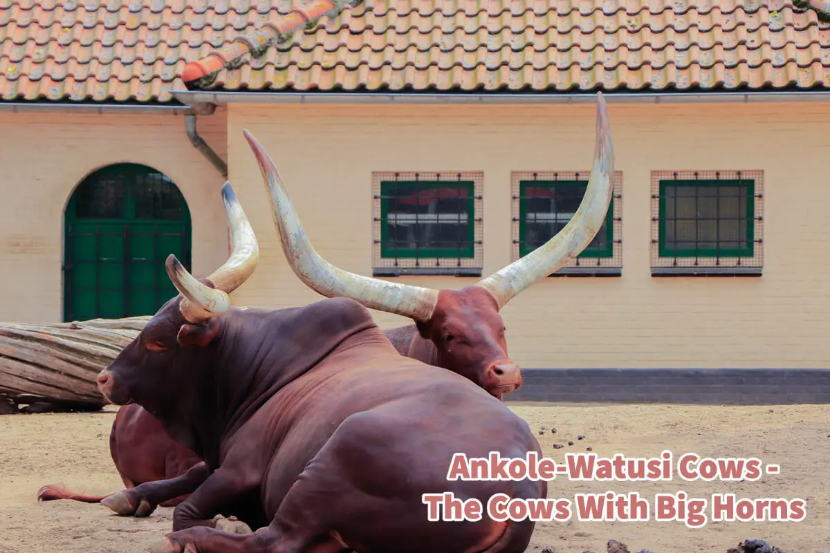Ankole-Watusi Cows - The Cows With Big Horns