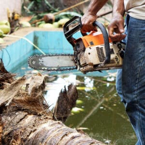 Cutting The Old Coconut Tree