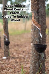 Does Rubber Wood Contain Latex? Guide To Rubber Wood