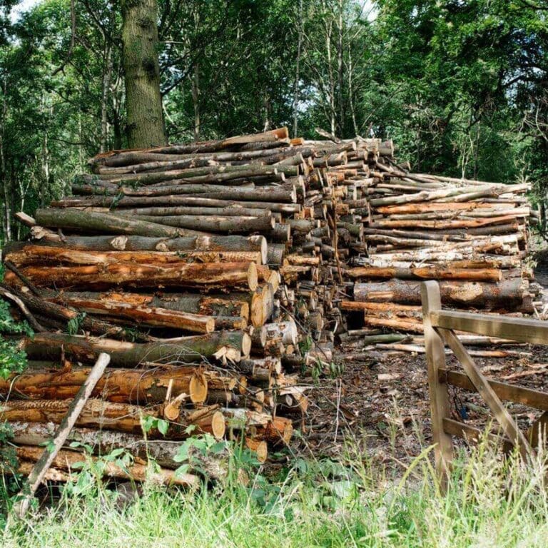 Can You Create Japanese Shou Sugi Ban Effect On Green Wood? Mondoro