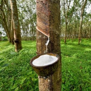 Process of getting the latex in Rubber Tree