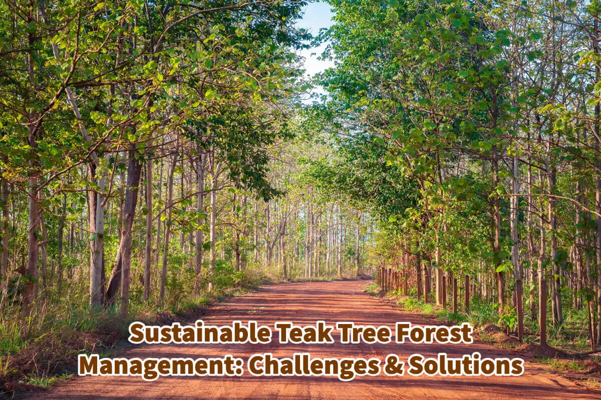 Sustainable Teak Tree Forest Management: Challenges & Solutions