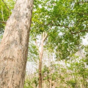 Teak Trees In Myanmar