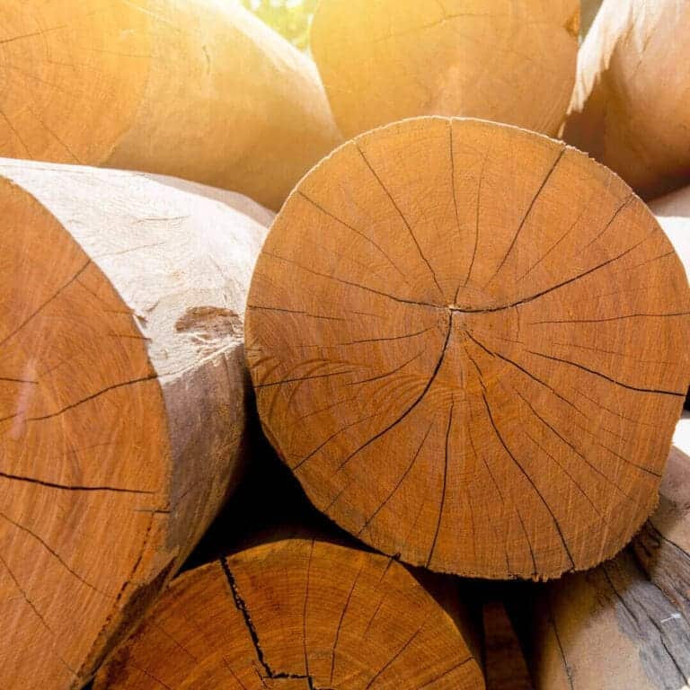 The Majestic Teak Tree History, Properties, And Uses Mondoro