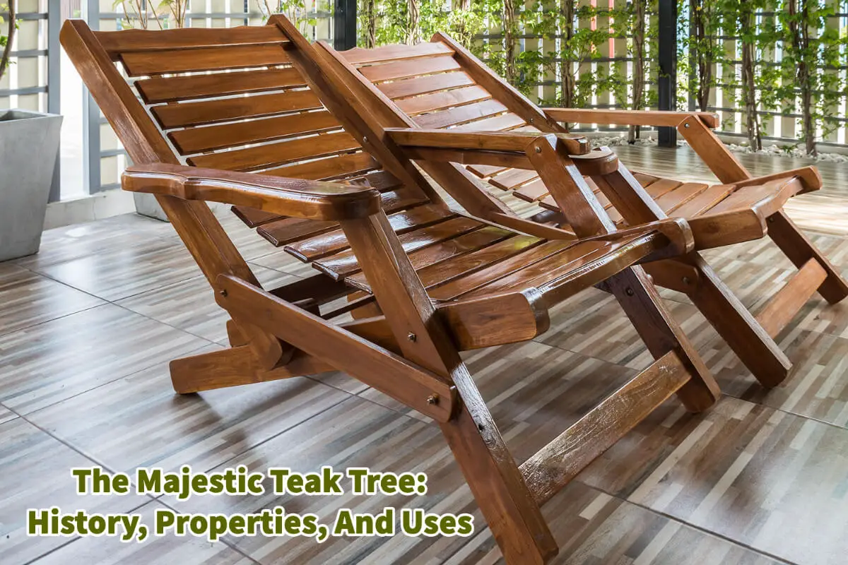 The Majestic Teak Tree: History, Properties, And Uses