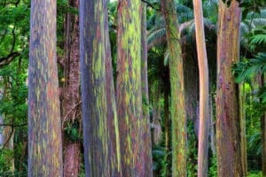 Rainbow Eucalyptus Tree