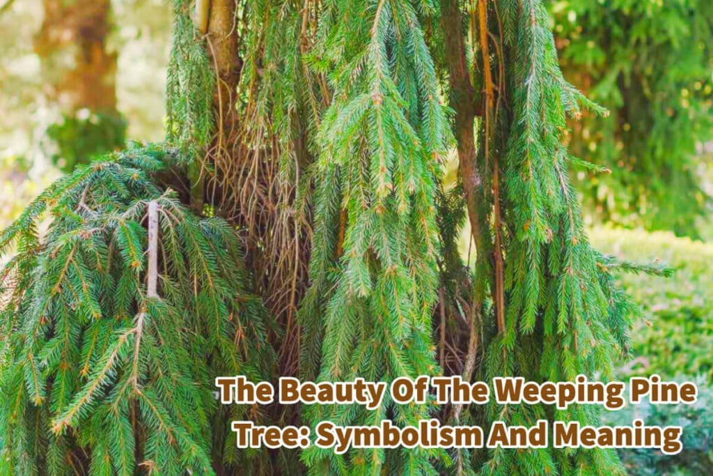 The Beauty Of The Weeping Pine Tree Symbolism And Meaning Mondoro