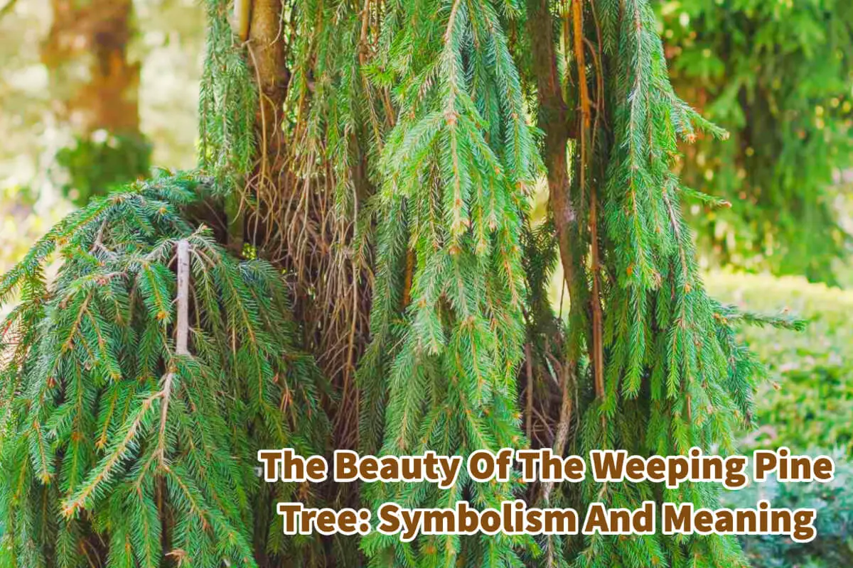 The Beauty Of The Weeping Pine Tree: Symbolism And Meaning