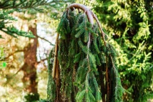 Weeping Pine Tree