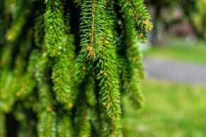 Weeping Pine Tree