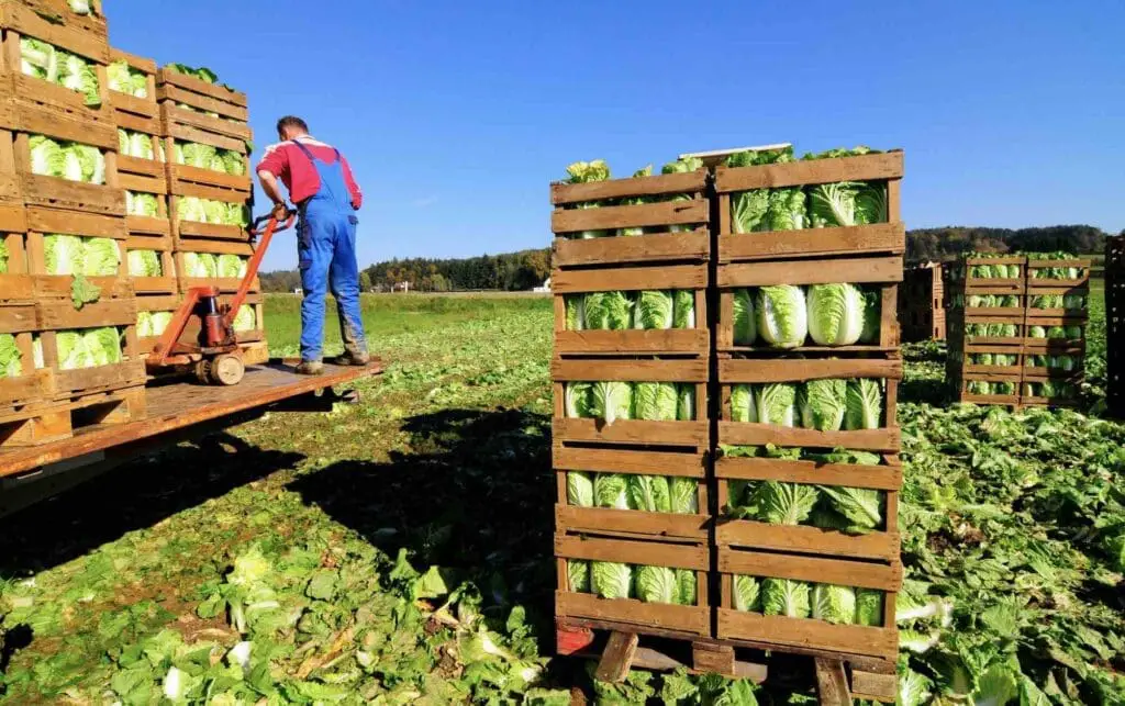 Harvesting Lettuce