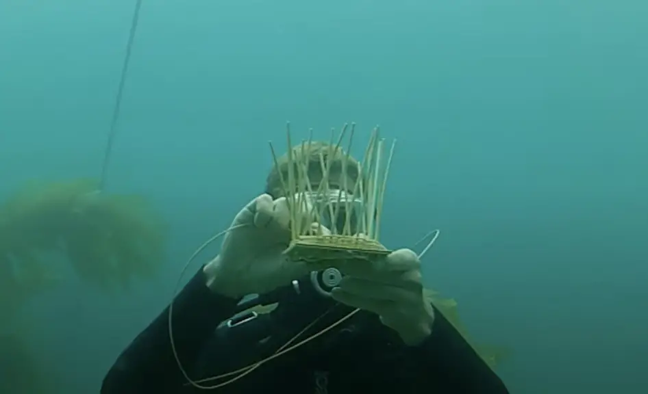 Underwater Basket Weaving