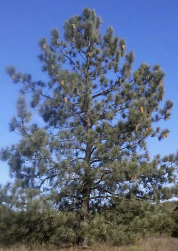 Coulter Pine (Pinus Coulteri)