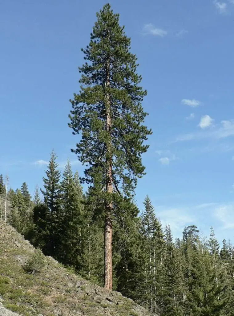 Ponderosa Pine (Pinus Ponderosa)