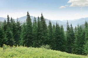 Pine Tree