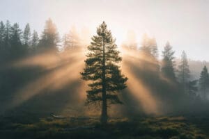 Pine Tree Ecology & Cultivation